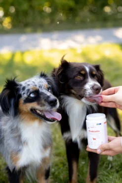 Buddy Care Probiotic 150g