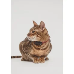 TICKLESS Pet Tick Repellent Mini Cat Black 1 st